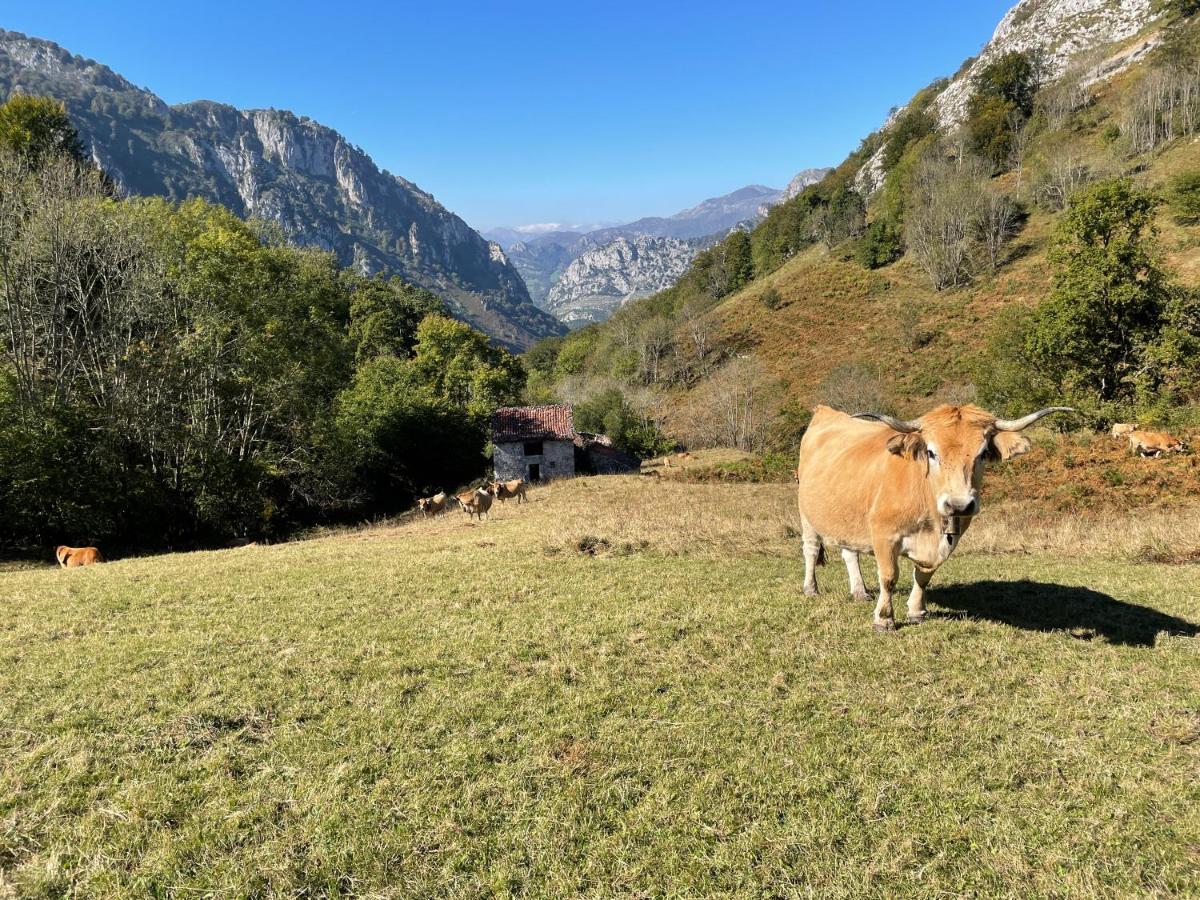 Lapaserina-A Arenas De Cabrales Exterior foto